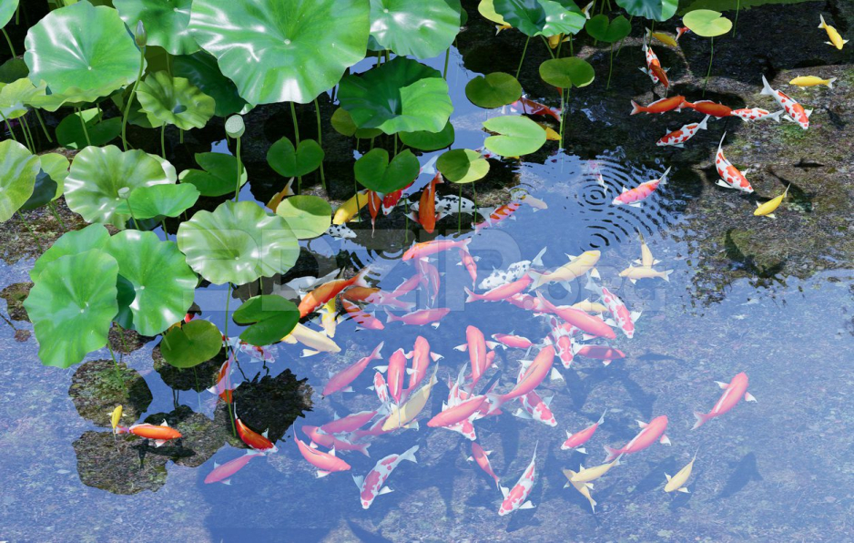 3D Model of Koi Aquarium For Download