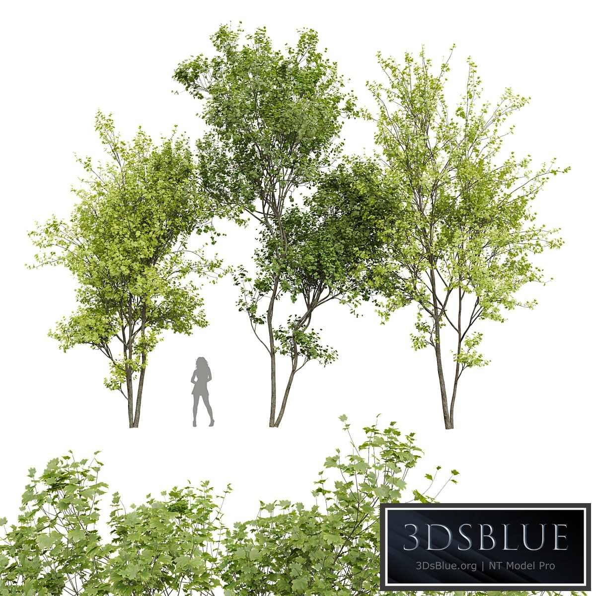 New Plant Real Tree Acer Saccharinum Spring Summer