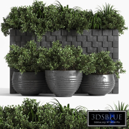 outdoor plant collection_Box