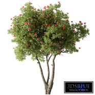 Rhododendron Flower Tree Set 287