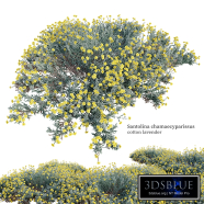 Santolina chamaecyparissus