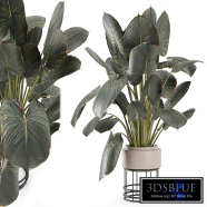 Indoor Plants in Handmade Stone Pots - Set 2048