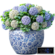 Hydrangea in chinese vase, a pot,urn flowerpot for decoration.Indoor plant