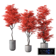 Indoor Plant Set.131