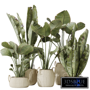 Indoor plants set 130 Ravenala Banana Strelitzia Nicolai Bird Of Paradise