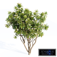 Tree Set 05-Magnolia Grandiflora