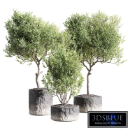 Set of indoor living plants in pots 34