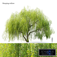 Weeping Willow 05