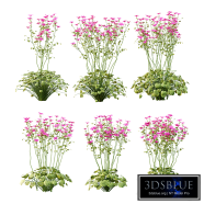 garden geranium plant 01