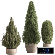 Outdoor Plants 680 - Three Pine