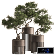 Indoor Plant 880 - Bonsai Set