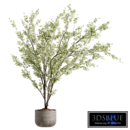 Indoor Bonsai Plants 91
