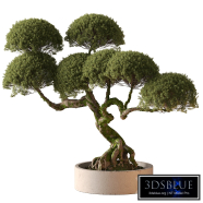 Indoor Plant 905 - Topiary Ball Bonsai
