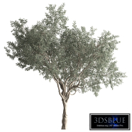 Olive Tree Set 411