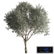Olive Tree Set 410