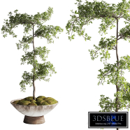 Bucida buceras plant2