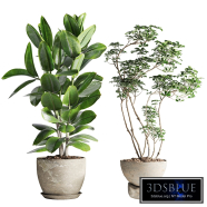 Schefflera and Ficus Plants in Pot