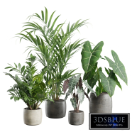 Indoor Plants Pack 96