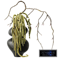 Amaranth bouquet with a branch