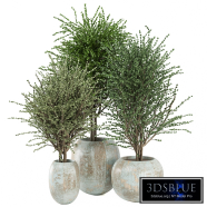 outdoor Plants Collection 2155