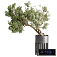 Bonsai Tree in a stand metal pot - Indoor Plant 709