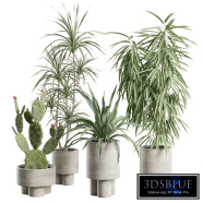 Indoor Plants Pack 100