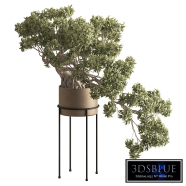 Indoor Plant 951 - Bonsai Plant