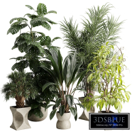 Tree palm Monstera deliciosa in a concrete pot - Indoor plant set 719