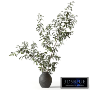 Green branches in a black ceramic vase