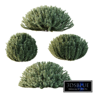 Frutices Fortescue Euonymus 05