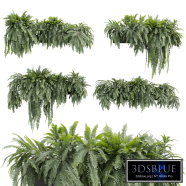 plant vol 798 - fern - lady - box