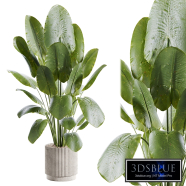 Indoor plant A634