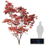 Japanese Maple / Acer palmatum 3.5m 003