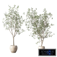 Olive Tree Indoor Plant Set.332