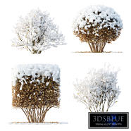 AV Winter Plant Dwarf Yaupon Holly and Snow Nerium Oleander