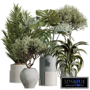 AV Indoor Plants Set 503 Dracaena Warneckii and Chemlali Olive and Elegant Monstera and Cyara Areca Palm