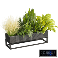 plant vol 929 - fern - banana - grass