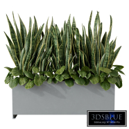 Sansevieria in Rectangular Planter