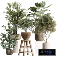 AV Indoor Plants Set 511 Olive Tree and Ficus microcarpa and Rhapis Palm and Giant Monstera