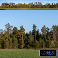 Panorama with coniferous trees. 30k