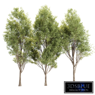 Populus Tree Vol 380