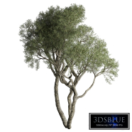 tree vol 58