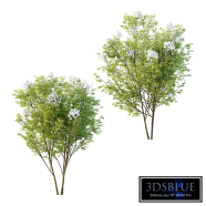 Sambucus nigra Tree 01