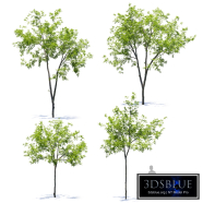 Young Ash trees