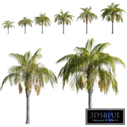 Syagrus romanzoffiana - Queen Palm