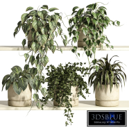 Plants on Shelf 38