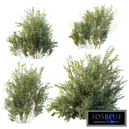 AV Plant Bush Common Broom Cytisus Scoparius 02