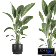 indoor plant 082