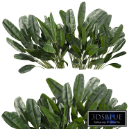 plant vol 1043 - banana - outdoor - leaf - tropical