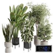 Indoor plant A643